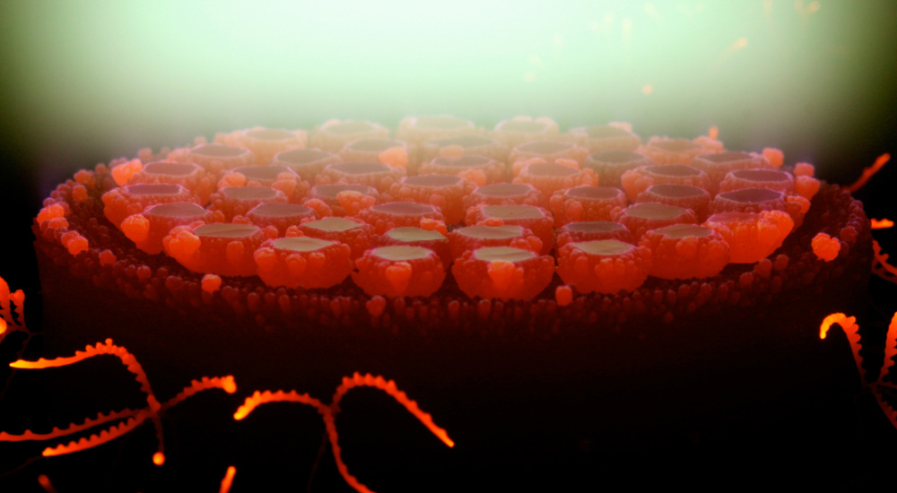 Crystals glowing red and growing in the chamber